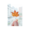 Nikon NIKKOR Z 28-75mm f/2.8 Lens