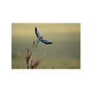 Nikon NIKKOR Z 400mm f/2.8 TC VR S Lens