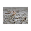 Nikon NIKKOR Z 800mm f/6.3 VR S Lens