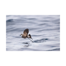 Nikon NIKKOR Z 800mm f/6.3 VR S Lens