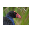 Nikon NIKKOR Z 800mm f/6.3 VR S Lens