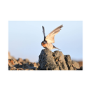 Nikon NIKKOR Z 800mm f/6.3 VR S Lens