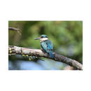 Nikon NIKKOR Z 800mm f/6.3 VR S Lens