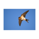 Nikon NIKKOR Z 800mm f/6.3 VR S Lens