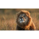 SONY SEL600F40GM 600 mm f / 4,0 GM OSS Televerk Lens