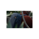 Peak Design Travel Backpack 30L