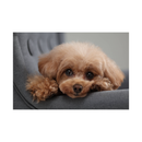 Canon EOS R10 Mirrorless Camera