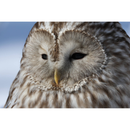 Canon EOS R7 sans miroir caméra