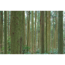 Canon RF-S 18-45mm f/4.5-6.3 IS STM Lens