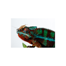 Canon Speedlite EL-5