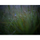 Hasselblad XCD 90 mm f / 2,5 V Lans