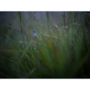 Hasselblad XCD 90 mm f / 2,5 V Lans