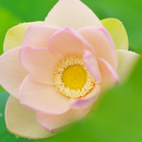 Sigma 90mm f/2.8 DG DN Contemporary for L Mount