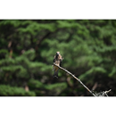 Nikon Nikkor Z 600mm F / 4 TC VR S Lens