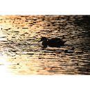 Nikon Nikkor Z 600mm F / 4 TC VR S Lens