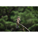 Nikon Nikkor Z 600mm F / 4 TC VR S Lens