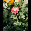 Film Popho Luminar 100 Color négatif, 35 mm, 36Exp.