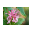 Sony SEL2470GM2 FE 24-70mm f/2.8 GM II Lens