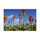 Sony SEL2470GM2 FE 24-70mm f/2.8 GM II Lens