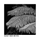 Langify_image_container
