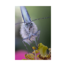 Laowa 100 mm f / 2,8 2x lentille d'apo macro ultra pour Nikon F