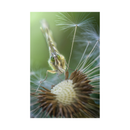 Laowa 100 mm f / 2,8 2x lentille d'apo macro ultra pour Nikon F