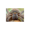 Laowa 50mm f/2.8 2X Ultra Macro APO Lens for Micro Four Thirds