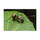 Laowa 50 mm f / 2,8 2x lentille d'apo macro ultra pour micro quatre tiers