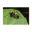 Laowa 50mm f/2.8 2X Ultra Macro APO Lens for Micro Four Thirds